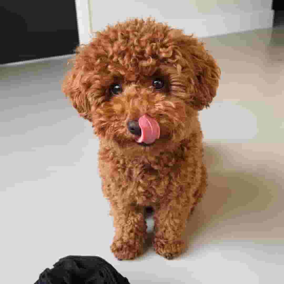 Poodle puppies available