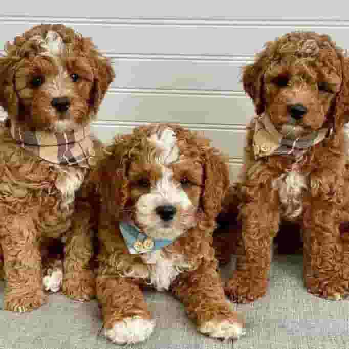 Cavapoo puppies