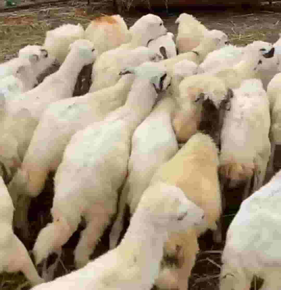 Good sheep for sale 