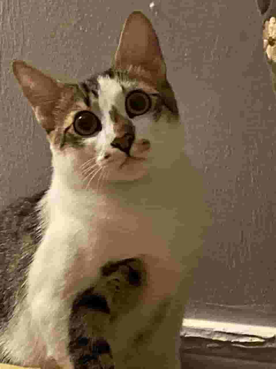A cat for adoption