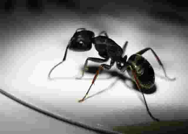 Pest control company in Riyadh