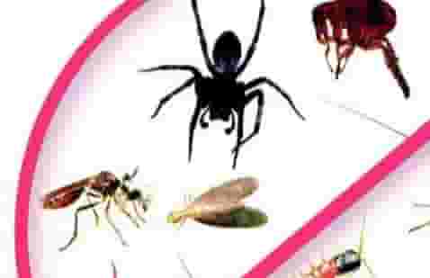 Pest control company in Riyadh