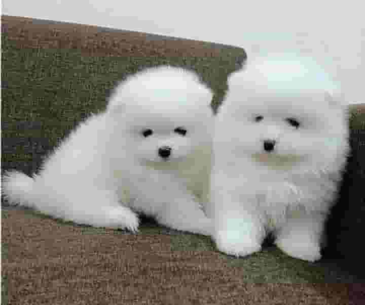 beautiful pomeranian puppies for adoption