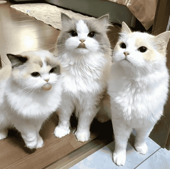 Ragdoll cats for sale