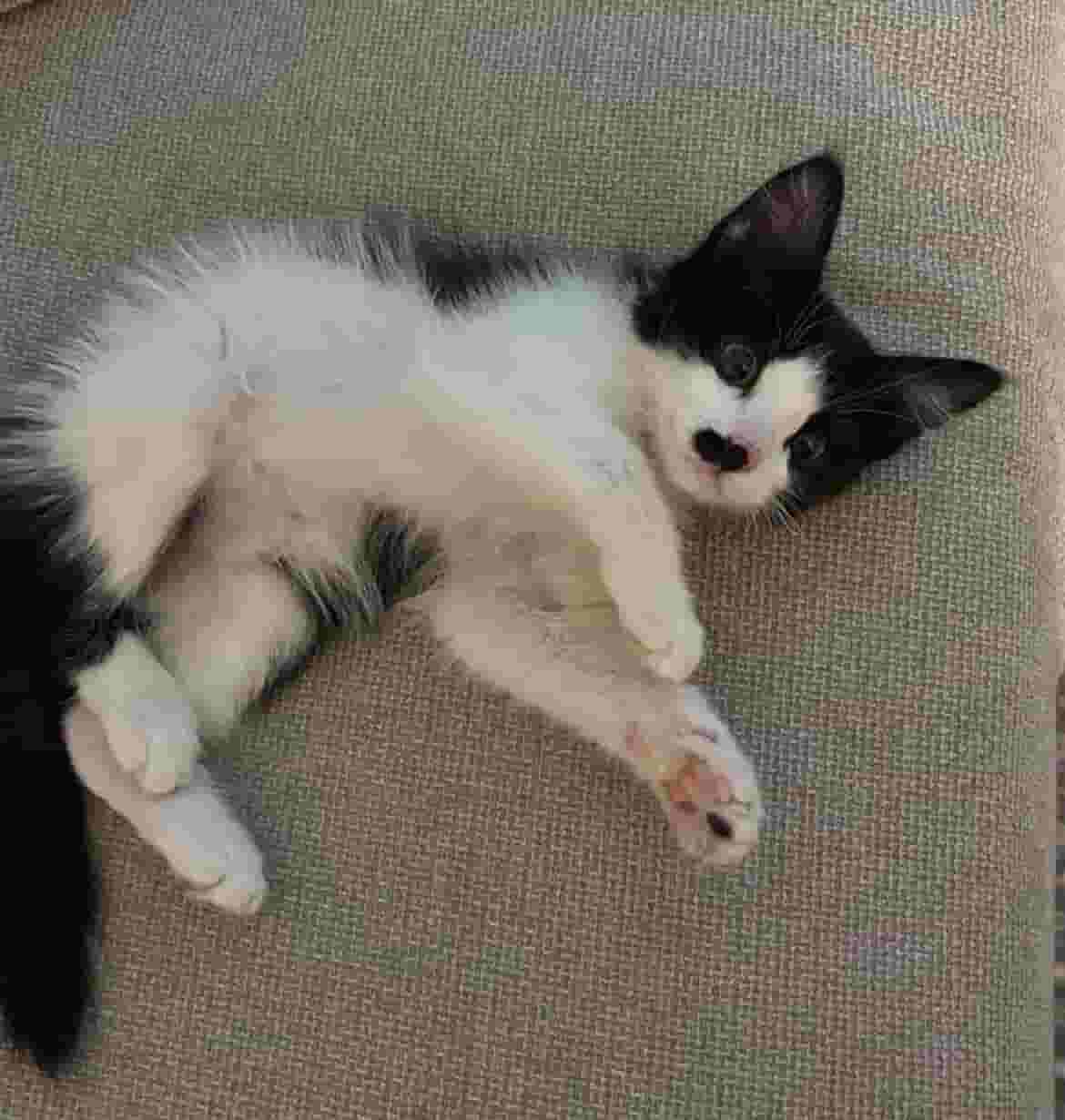 Mix cat for sale. The price is negotiable