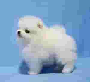 Pomeranian Puppy