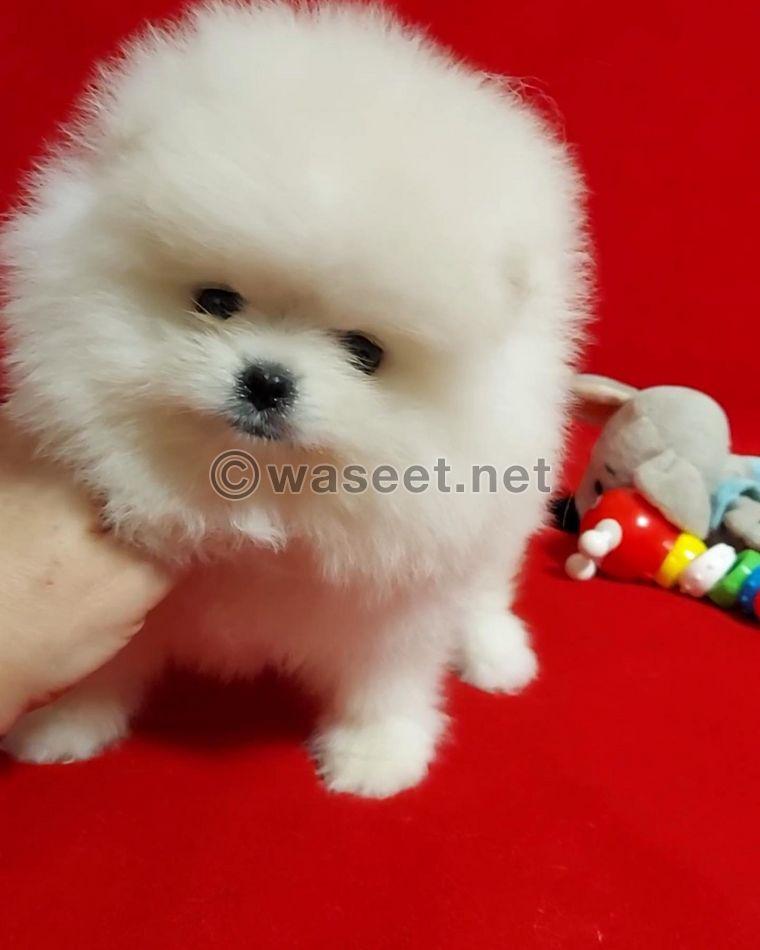 Teacup Pomeranian Puppy 2