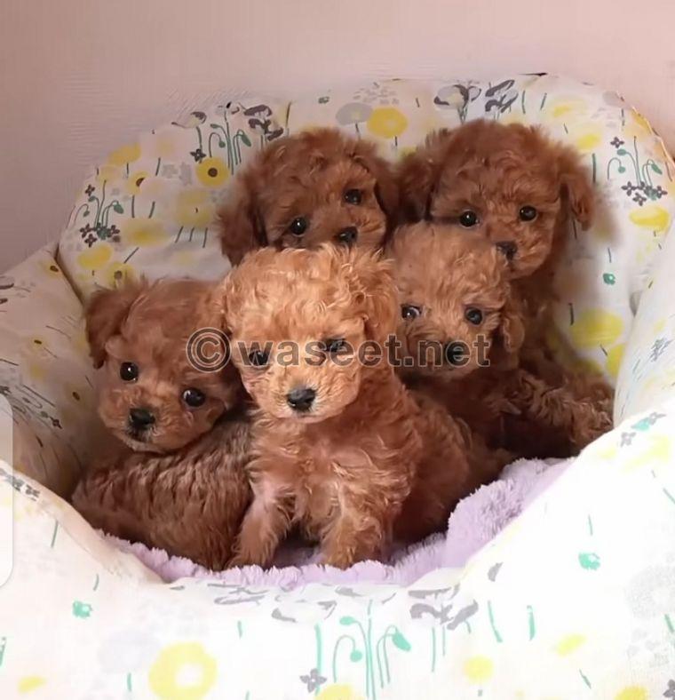 Toy poodle Puppies Available 0