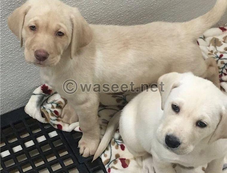 Labrador  Puppies Available  0