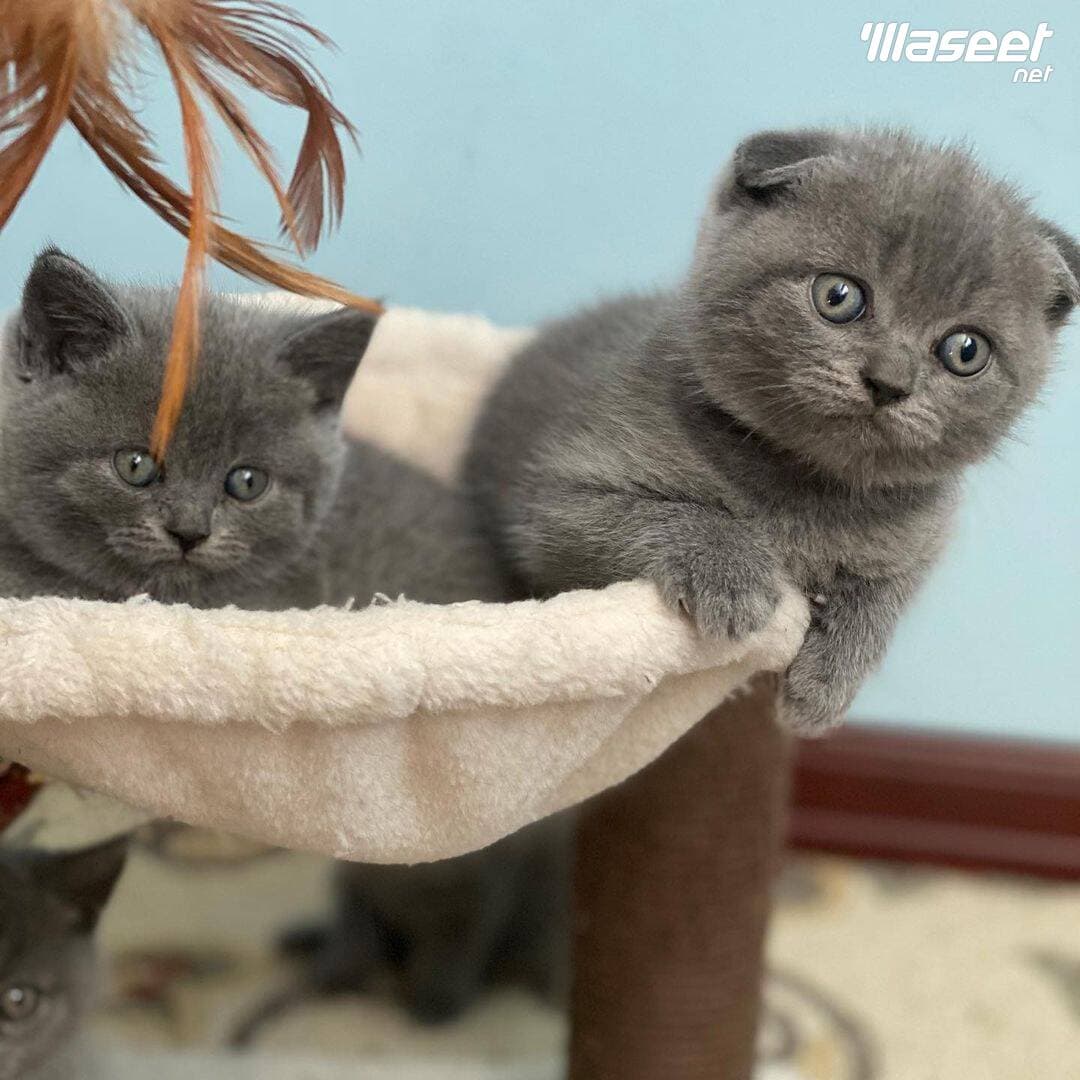 Scottish Fold Kitten 2