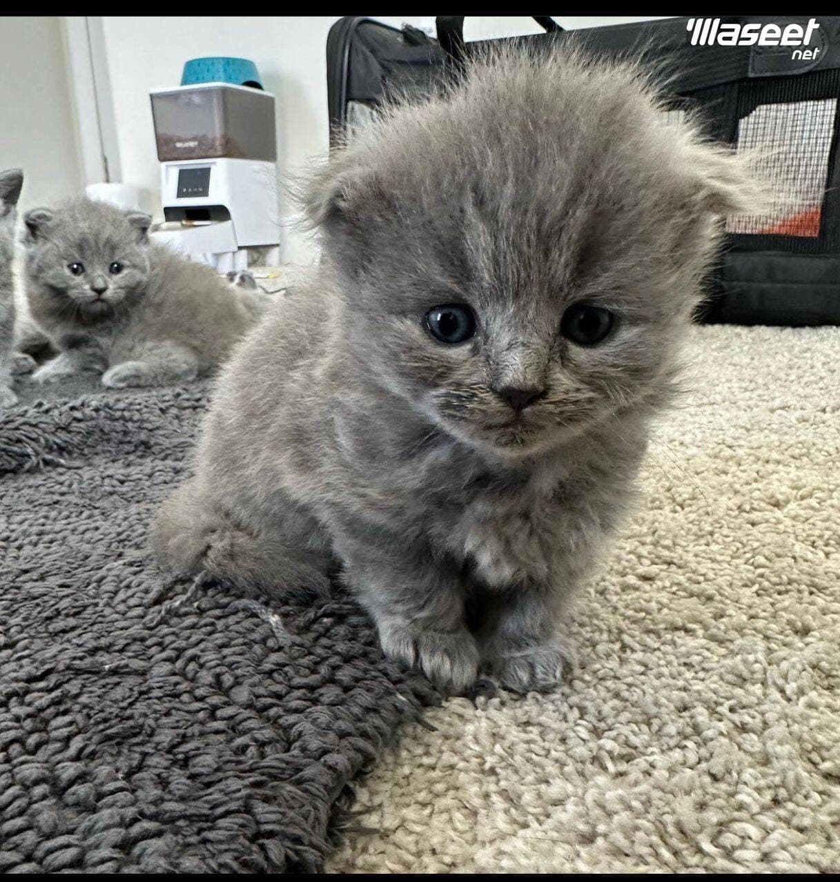 Scottish Fold Kitten 1