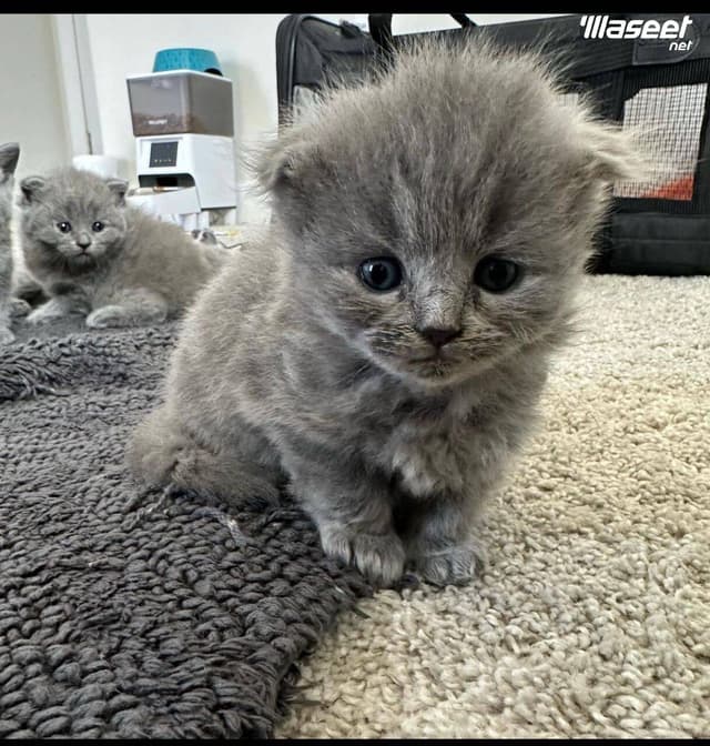 Scottish Fold Kitten