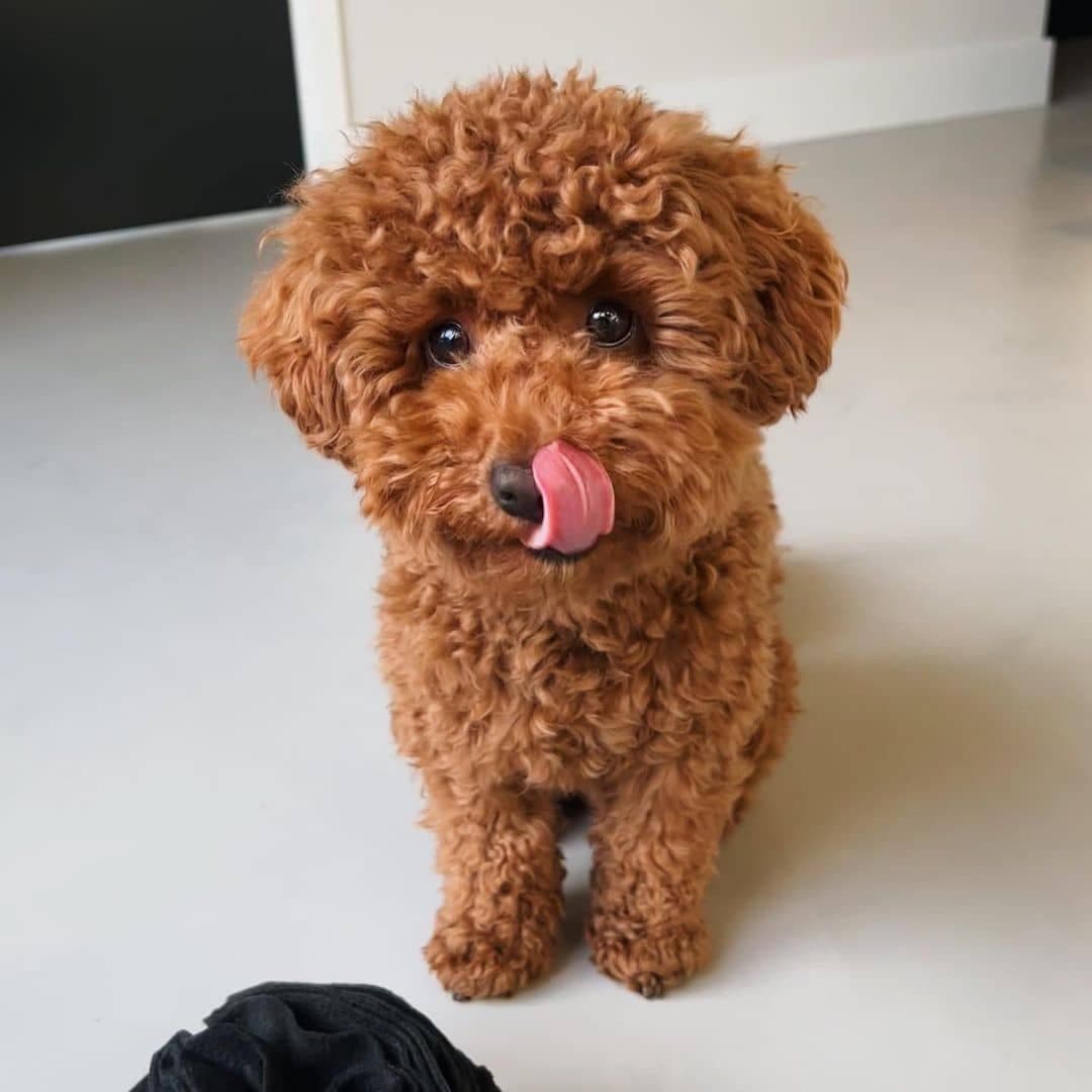 Poodle puppies available 0