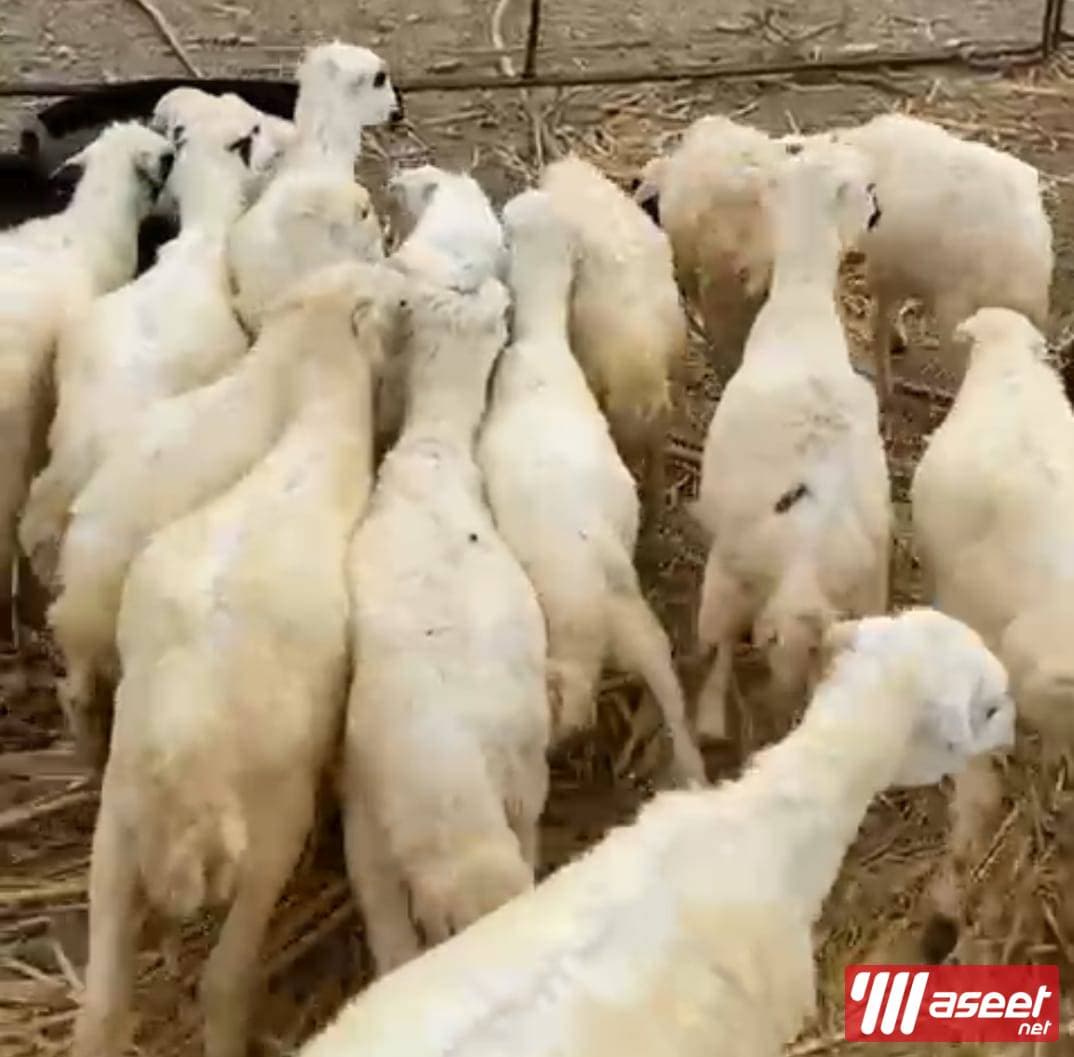 Good sheep for sale  2