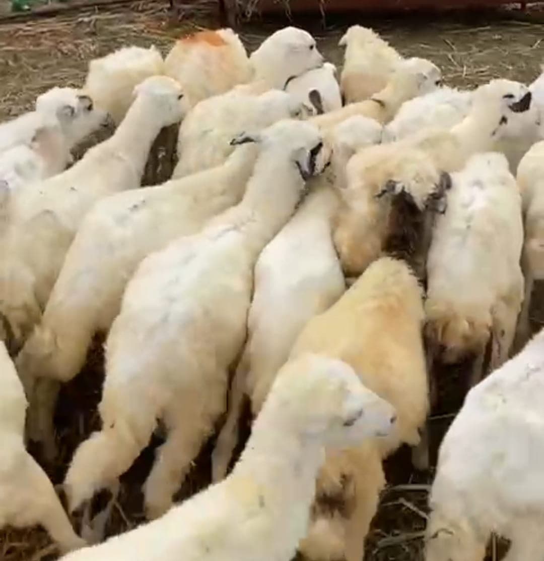 Good sheep for sale  0