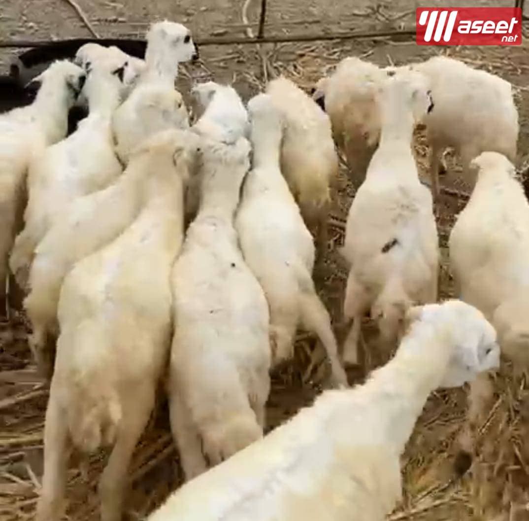Good sheep for sale  1