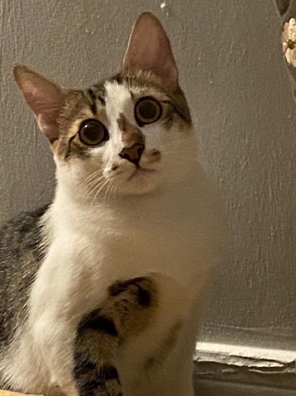 A cat for adoption 0