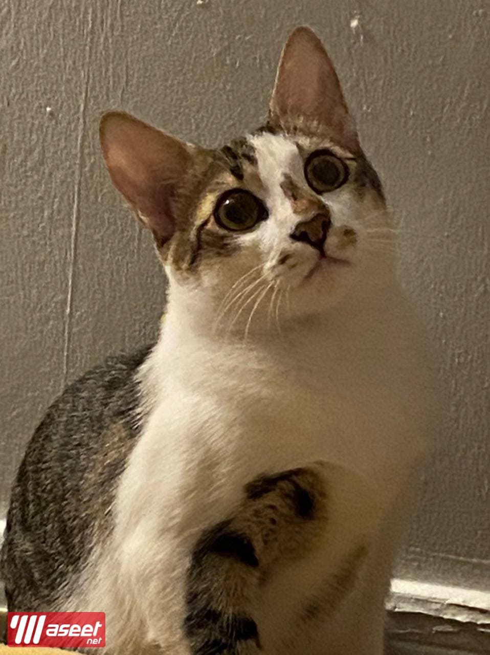 A cat for adoption 1