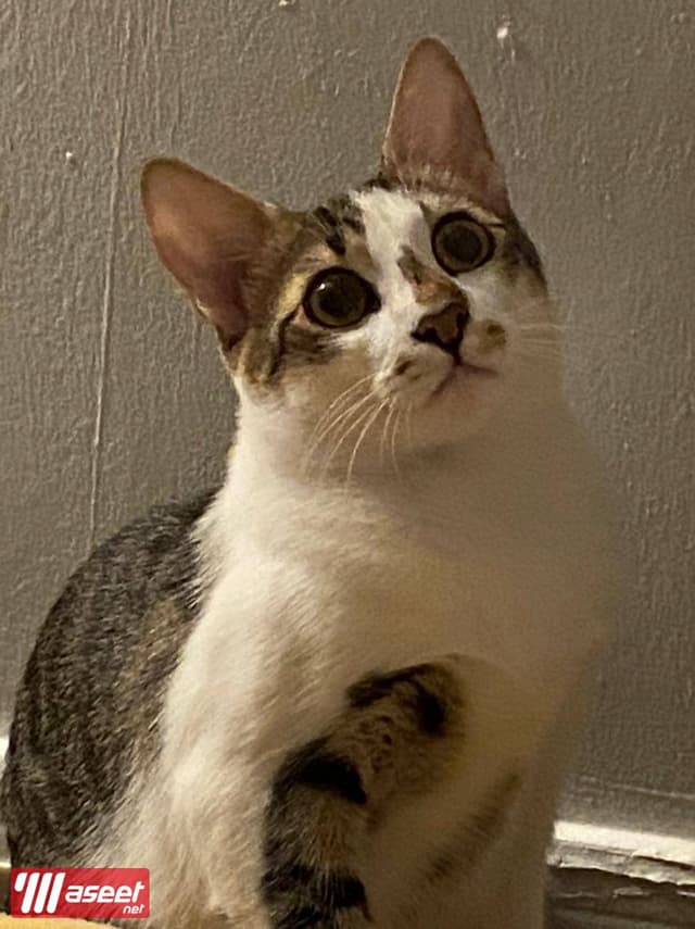 A cat for adoption