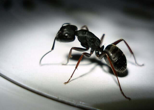 Pest control company in Riyadh 0