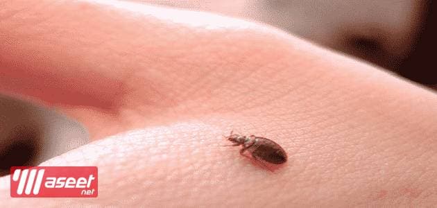 Pest control company in Riyadh 1