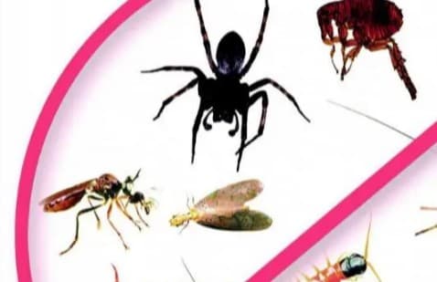 Pest control company in Riyadh