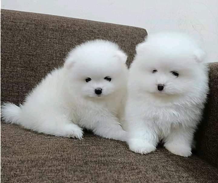 beautiful pomeranian puppies for adoption 0