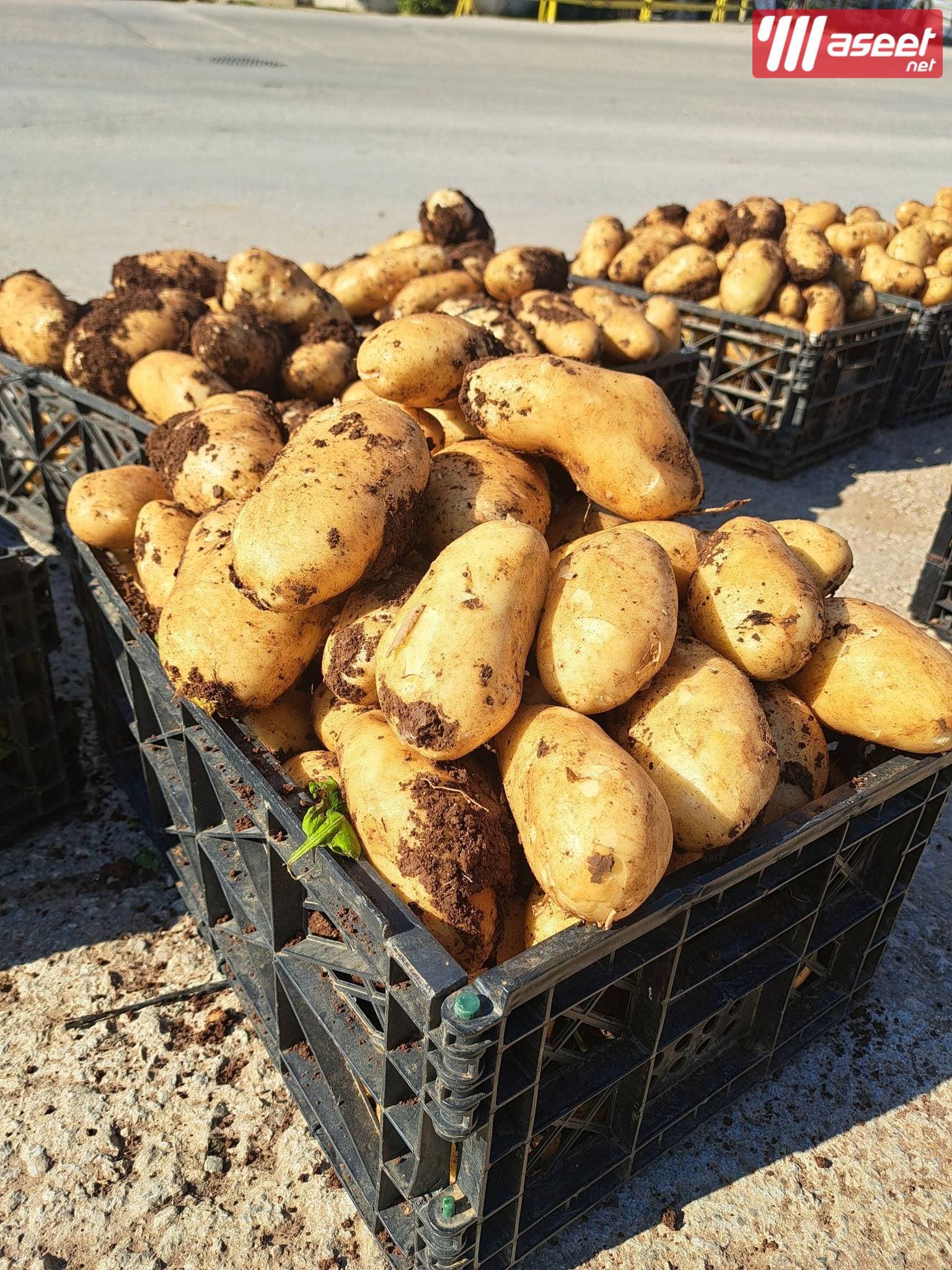 Supplier of fresh fruits and vegetables in Jeddah with the best quality and the best price 11