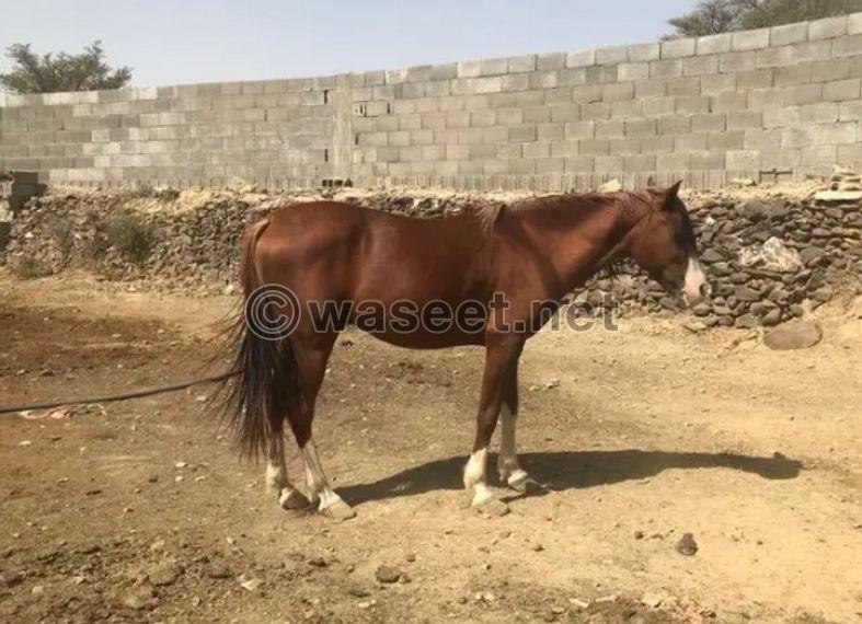 حصان شعبي فحل 0
