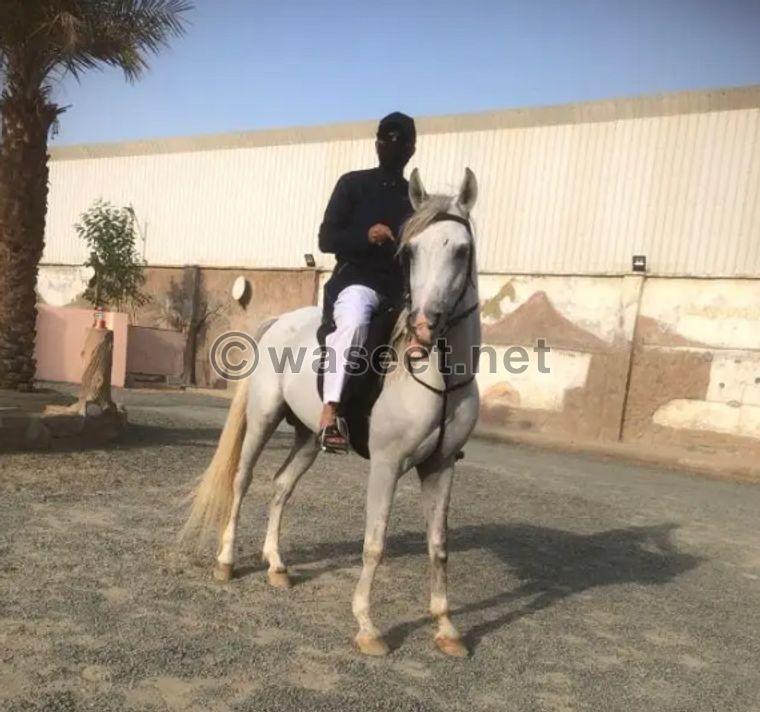 حصان عربي بطل جباره 1