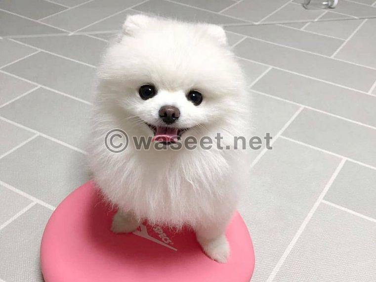 Purebred Pomeranian puppy for sale 0