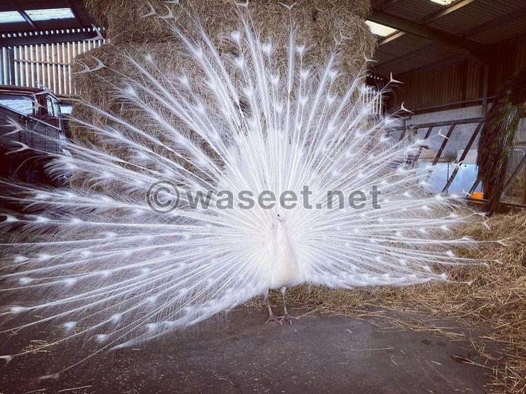 White  peacock for sale 0
