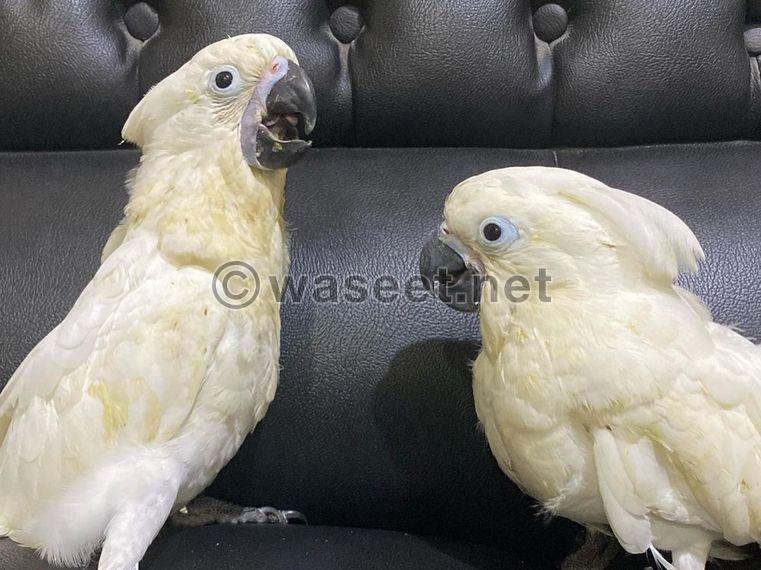 Moluccan cockatoo for sale 0