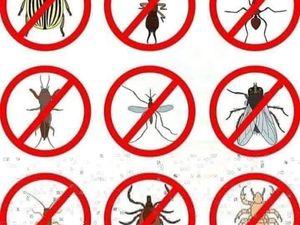 مكافحة حشرات بالمدينة المنورة مع الضمان